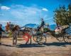 Coches de caballos y Espectáculos Ecuestres