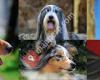 Collie Club  de España