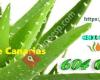 Cremas de aloe vera