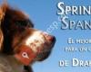 De Drakember Springer Spaniel