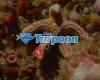 Dive Tarpoon