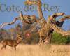 Doñana Nature