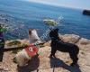 Dog B&B Torrevieja