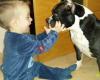 Ekabulls American Bully Bull Terrier Miniatura