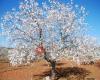 El Almendro FELIZ SRL