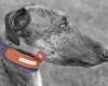 El collar del galgo