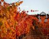 El Mozo Wines -Bodegas Compañon Arrieta-