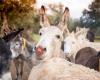 El Refugio del Burrito - The Donkey Sanctuary in Spain
