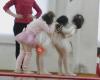 Escola de Dansa Isabel Fenés