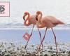Flamingos Vintage Kilo Reus