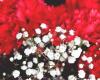 Floristeria Bolboreta