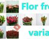 Flors Angles Mayorista de flores