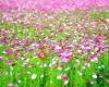 Flowers&asociados