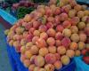 Frutas Revelles & Torres S.L.