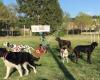 Grup CAP I CUA - Educació i Etologia Canina i Felina del Pirineu