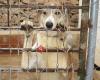 Hondon Valley Animal Rescue (HOVAR)