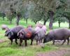 Ibericos Sierra Jarota