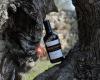 Identitat Extra Virgin Olive Oil