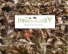 Insecnology Breeding Systems -Paul Jacobs