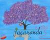 Jacaranda