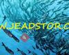 Jeadstor.com