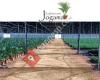 Jogamar Planta Ornamental