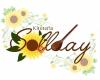 Kituteria sollday
