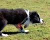 Las Cervalizas Border Collie