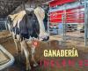 LELY Center Los Corrales