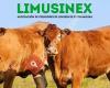 Limusinex