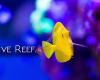 Live Reef Shop: Acuariofília marina