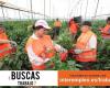 Locuri de munca in agricultura in Spania