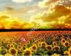 Los Girasoles 1 y 2
