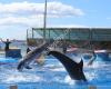 Marineland 2 (11020)