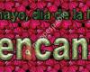 Mencanta