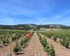 Moral Díez Vinos y Viñas