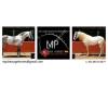 MP dressage horses sale PRE/PSL/Andalusian