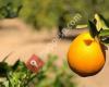 Naranjas La Motilla