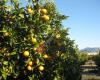 Naranjas y mandarinas de Alcanar