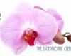 Orchid Cleaning Services