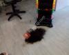 Peluquería