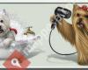 PELUQUERA CANINA