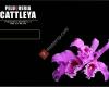 Peluqueria Cattleya Peluqueria