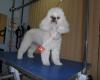 Peluqueria y Estetica Canina SUGAR STYLE