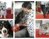 Perruqueria canina Gat&Gos