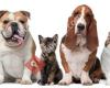 Piensonline.com - Tu tienda de alimentación para mascotas