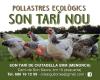 Pollastres ecologics Son Tari de Ciutadella