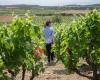 Pretium Bodega