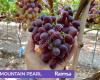 Raimsa Grapes