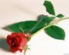 Rose 1